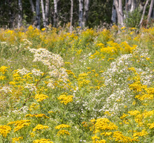 A Field Of Asters And Yarrow In Late August In Muskoka Ontario
