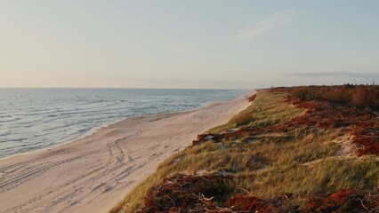 Wall Mural - Panoramic view of the sandy beach near the autumn forest with dry red vegetation. Sea waves wash the shore. Video from a drone on a summer day.