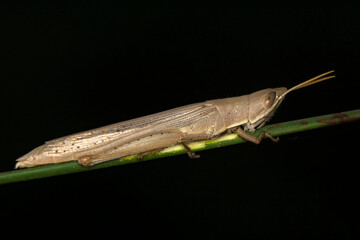 Wall Mural - Beautiful Grasshopper macro in green nature 