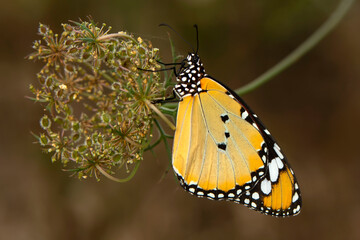 Macro shots, Beautiful nature scene. Closeup beautiful butterfly sitting on the flower in a summer garden.