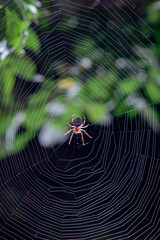 Wall Mural - The spider hunts on the web. Horror background. Spider web trap concept. Insect macro.