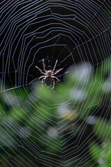 Wall Mural - The spider hunts on the web. Horror background. Spider web trap concept. Insect macro.