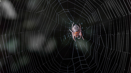 The spider hunts on the web. Horror background. Spider web trap concept. Insect macro.