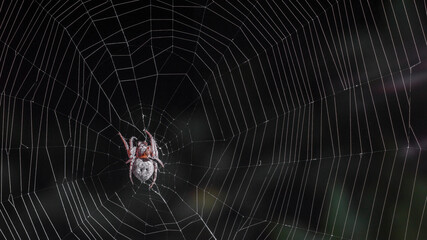 The spider hunts on the web. Horror background. Spider web trap concept. Insect macro.