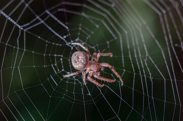 Wall Mural - The spider hunts on the web. Horror background. Spider web trap concept. Insect macro.