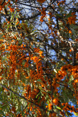 Wall Mural - sea-buckthorn branch with bright ripe berries