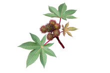 Castor Oil Plant With Seed Capsules And Leaves Isolated Transparent Png. Ricinus Communis Fruits.