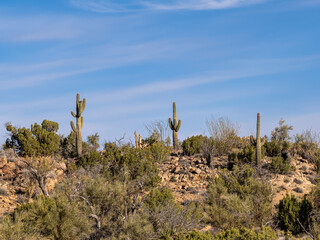 Poster - Saguaro Cactus, Carnegiea gigantea, on a mountain top in the Arizona desert 