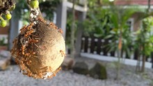 The Ant Oecophylla Smaragdina On The Stelechocarpus Fruit