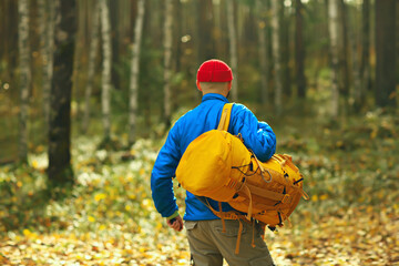 Wall Mural - man with  backpack a view from the back, hiking in the forest, autumn landscape, the back of  tourist with a backpack