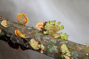 Wall Mural - Mushrooms in the forest of thailand