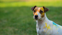 Portrait Of Dog Jack Russell Terrier Stained In Holi Paints Outdoors.