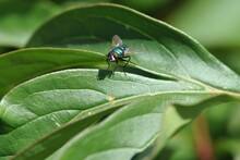 Closeup Of A Common Green Bottle Fly (Lucilia Sericata) On A Green Leaf