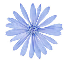 Chicory Flower Top View Isolated