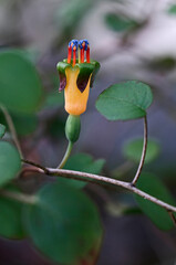 Wall Mural - Close up of the colourful Fuchsia procumbens