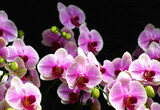 Fototapeta Storczyk - シンガポール国立蘭園のピンクの胡蝶蘭、ナショナルオーキッドガーデンの胡蝶蘭