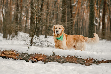 Wall Mural - Golden retriever dog in winter time