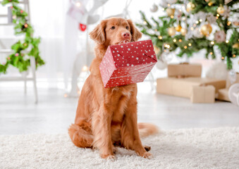 Wall Mural - Toller retriever in Christmas time