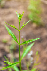 Wall Mural - Andrographis paniculata the local Asia Herb plant for anti-virus medicine