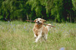 © tan4ikk - Cute dog running with stick
