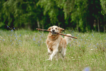 Sticker - Cute dog running with stick