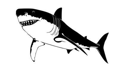 Wall Mural - Vector illustration of a shark