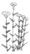 Yarrow flower botanical illustration. Hand drawn achillea plant