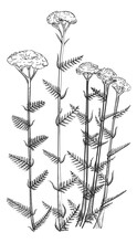 Yarrow flower botanical illustration. Hand drawn achillea plant