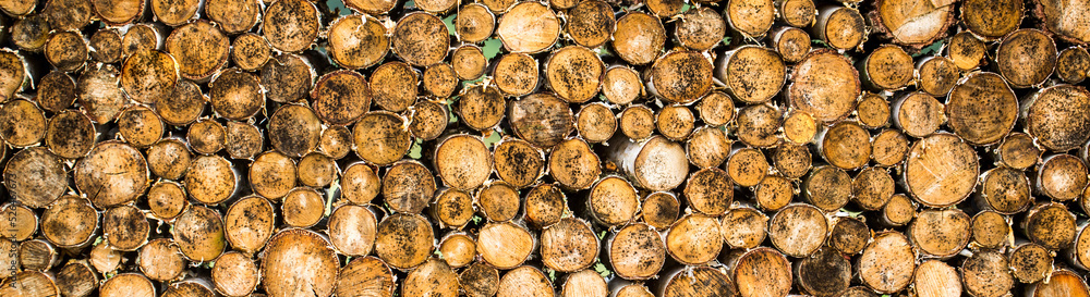 Stump Rounds Tree stumps background. Pieces of teak wood stump background. Round ...