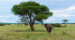 elephant walks across African savannah in the background acacia tree and blue sky