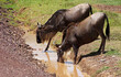 some wildebeest drinking water from a ditch