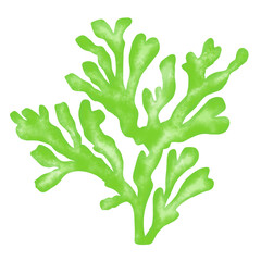 green seaweed leaf watercolor illustration