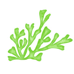 green seaweed leaf watercolor illustration