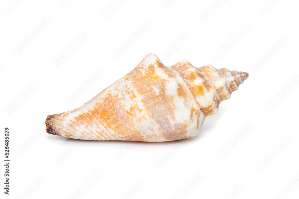 Image of canarium urceus is a species of sea snail, a marine gastropod ...