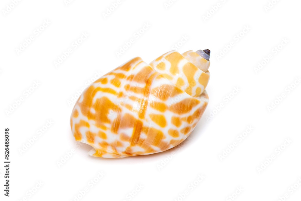 Image of babylonia spirata, common name the Spiral Babylon, is a species of sea snail, a marine gastropod mollusk, in the family Babyloniidae. Animals. Sea Shells.