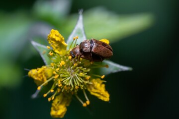 Sticker - Macro shot of a Raspberry beetle on blossom Solidago plant with blur green background