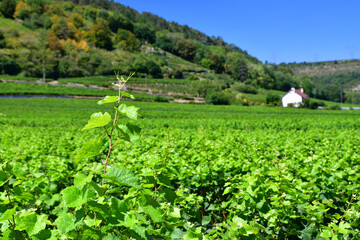 Burgundy, France. Vineyards of Nuits-Saint-Georges. August 9, 2022.