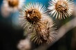 Selective focus shot of the prickly herb burdock plant with blur background