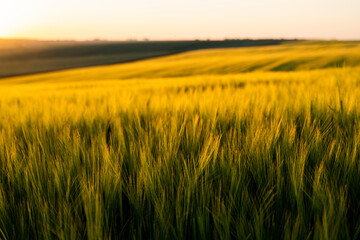 Wall Mural - Landscape of fresh young barley growing on agricultural field.