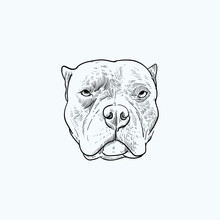 Vintage Hand Drawn Sketch Smile Pit Bull Dog Head