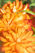 Three Orange Zinnia Flowers In A Vertical Image.