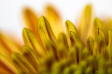 Close-up Of Yellow Dahlia Petals
