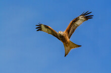 Red Kite Soaring High In A Clear Blue Sky