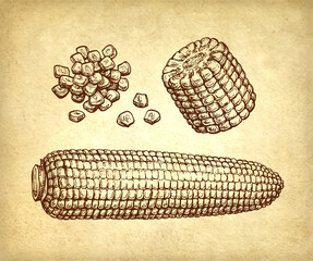 Canvas Print - ink drawing of corn.