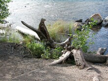 Uprooted Tree Stump At Waters Edge