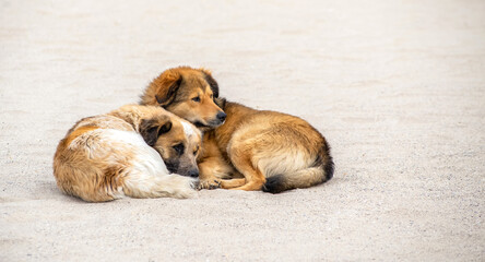 Homeless dogs sleeping on on the beach. Sand background The problem of homeless animals.