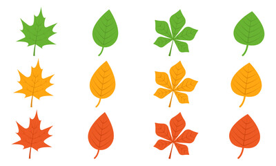 Wall Mural - Set of autumn leaves on white background. Green, orange and red leaf. Maple and chestnut foliage. Collection fall leaves.