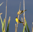 common yellowthroat, songbird, warbler