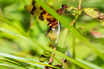 Poster - dragonflies mating