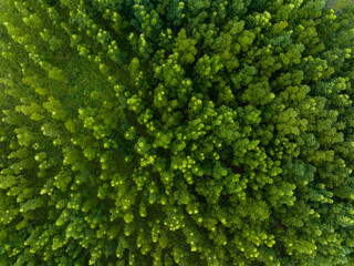 Poster - Top down view of the forest